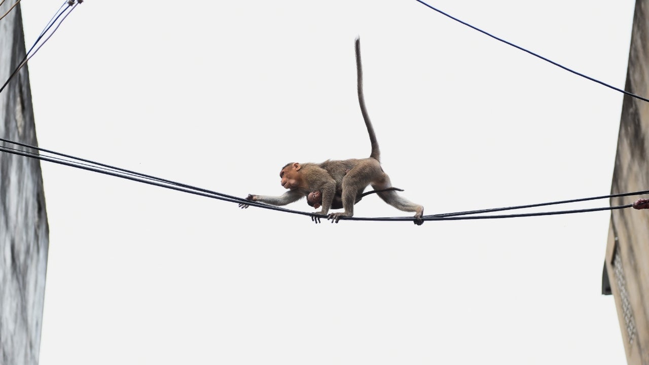 Monkeys Can Read Body Languages Just Like Humans | Weather.com